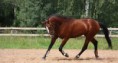 /album/cuarto-r-varios/d-057-caballo-jpg/